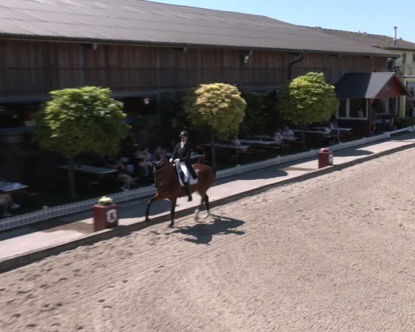Reitturnier Gerasdorf bei Wien 2024