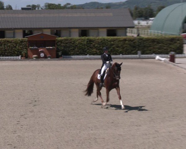 Reitturnier Gerasdorf bei Wien 2024
