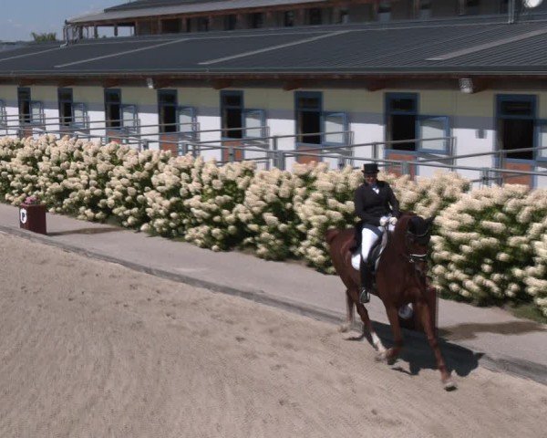 Reitturnier Gerasdorf bei Wien 2024