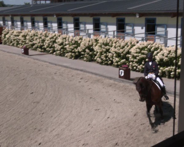 Reitturnier Gerasdorf bei Wien 2024