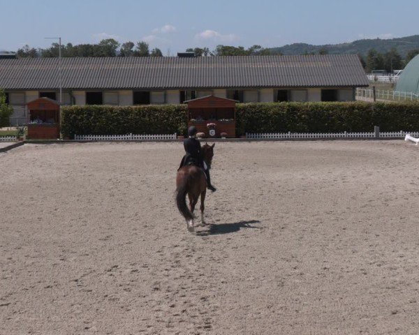 Reitturnier Gerasdorf bei Wien 2024