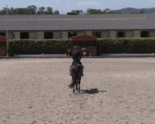 Reitturnier Gerasdorf bei Wien 2024