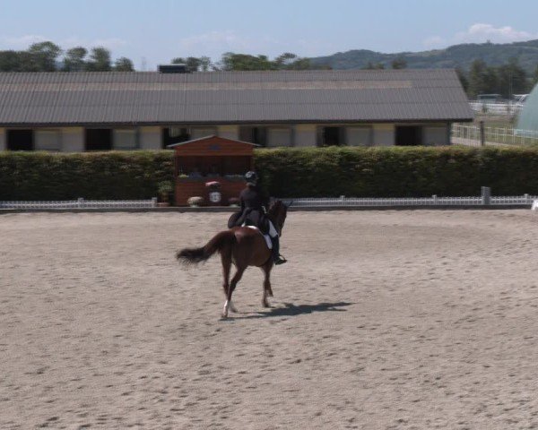 Reitturnier Gerasdorf bei Wien 2024