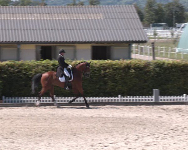 Reitturnier Gerasdorf bei Wien 2024