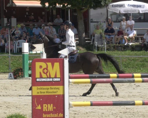 Reitturnier Oberderdingen 2024