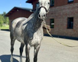 horse Calgary 103 (Zangersheide riding horse, 2019)