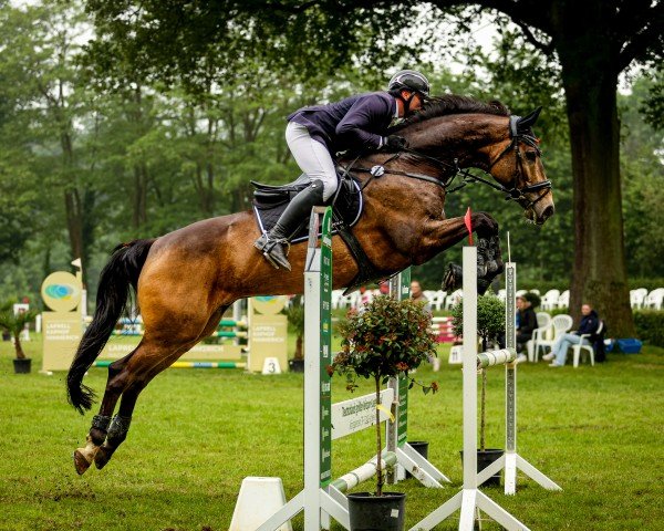 jumper Baron's Lufano (KWPN (Royal Dutch Sporthorse), 2016, from Baron Exactly)