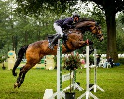 Springpferd Baron's Lufano (KWPN (Niederländisches Warmblut), 2016, von Baron Exactly)