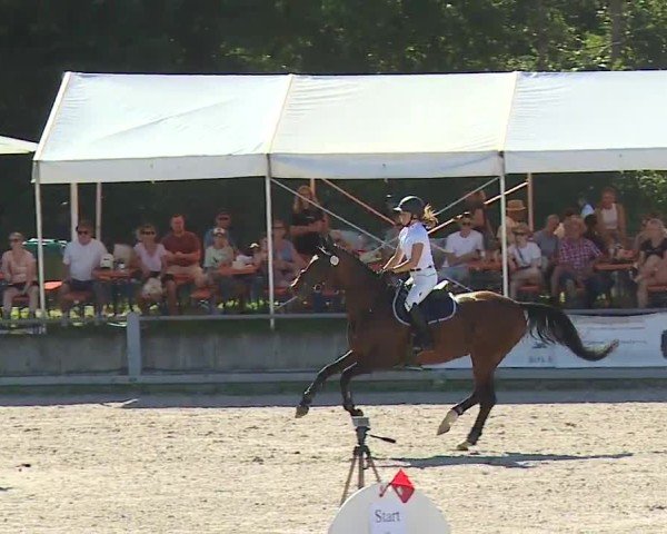 Reitturnier Grafenrheinfeld/Ufr. 2024