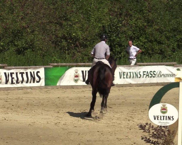Reitturnier Vellinghausen 2024