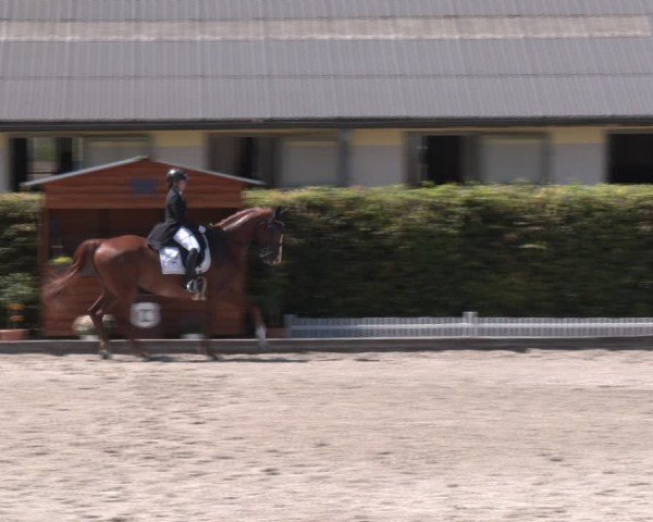 Reitturnier Gerasdorf bei Wien 2024