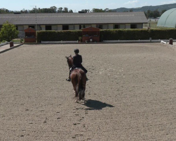 Reitturnier Gerasdorf bei Wien 2024