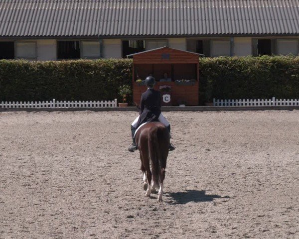 Reitturnier Gerasdorf bei Wien 2024