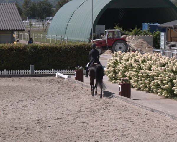Reitturnier Gerasdorf bei Wien 2024