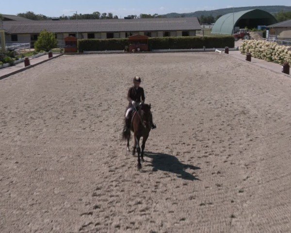 Reitturnier Gerasdorf bei Wien 2024