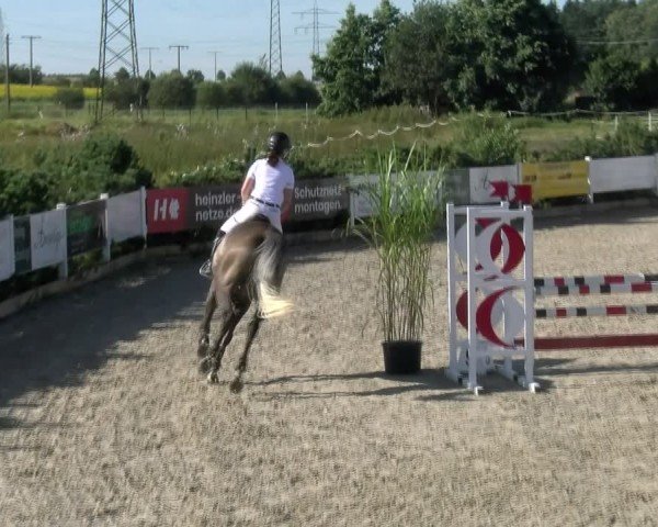 Reitturnier Sauldorf-Boll 2024
