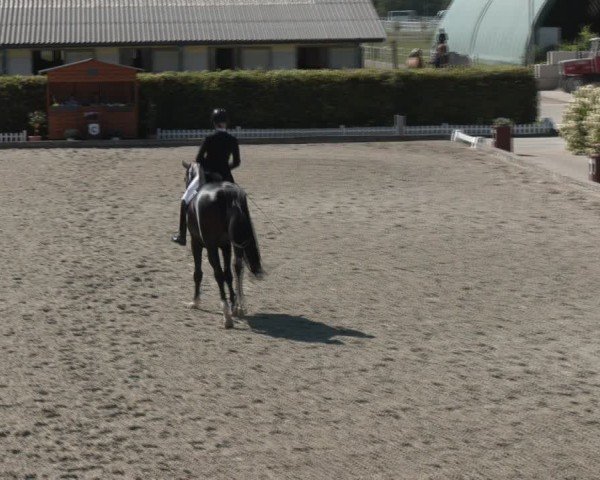 Reitturnier Gerasdorf bei Wien 2024