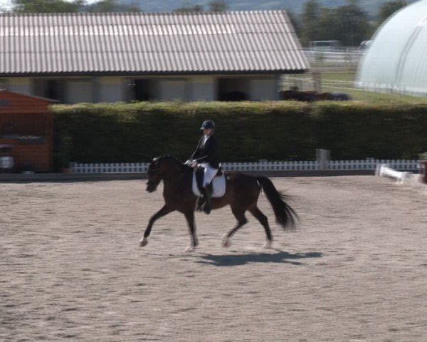 Reitturnier Gerasdorf bei Wien 2024