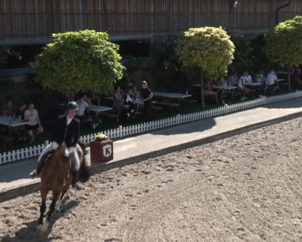 Reitturnier Gerasdorf bei Wien 2024