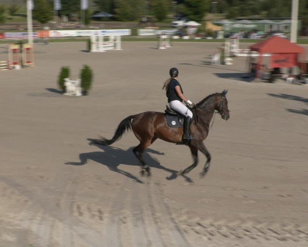 Reitturnier Halle - Seeben 2024