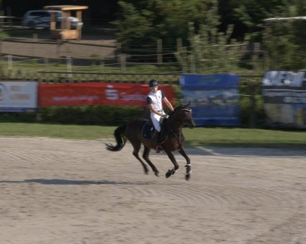 Reitturnier Halle - Seeben 2024