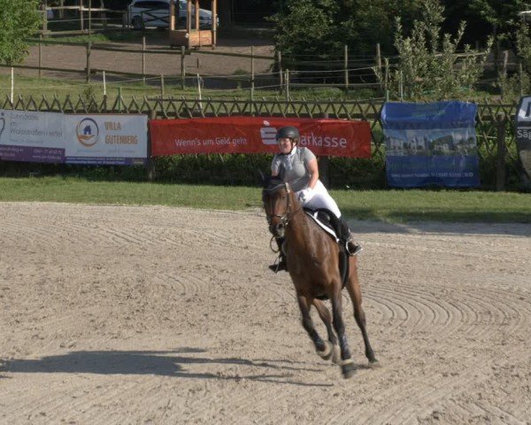 Reitturnier Halle - Seeben 2024