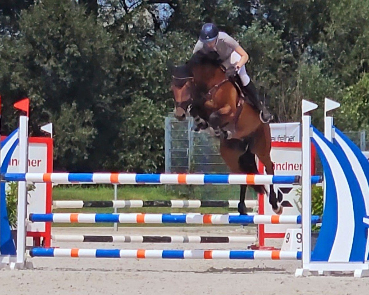 Cavallo da salto Lea Lanea (Holsteiner, 2018, di Clarimo Ask)