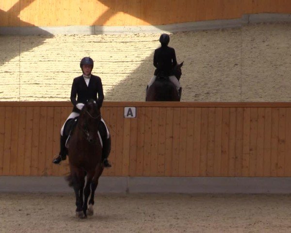 Reitturnier Münster-Amelsbüren 2024