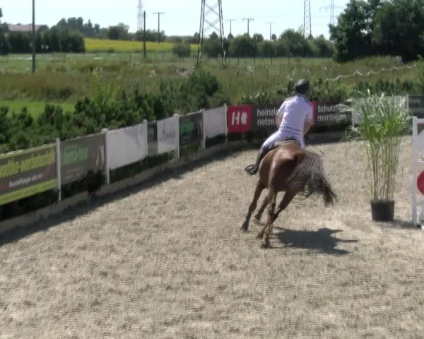 Reitturnier Sauldorf-Boll 2024