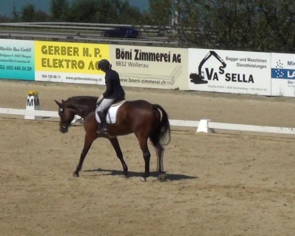 Reitturnier Wädenswil 2024