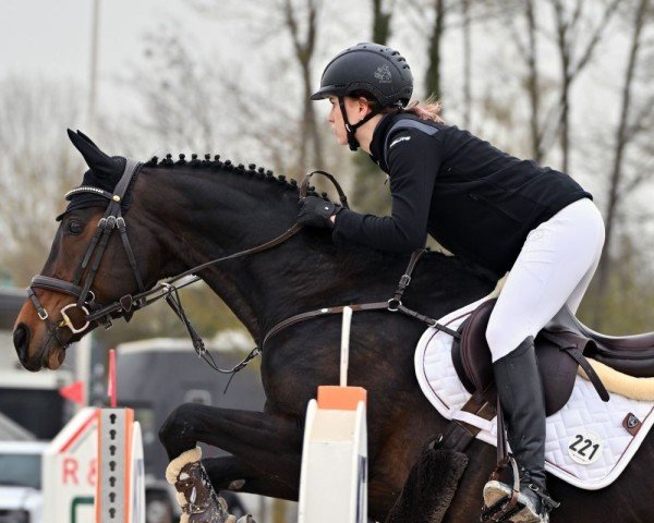 jumper Evette 3 (German Sport Horse, 2012, from Furejev)