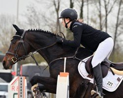 jumper Evette 3 (German Sport Horse, 2012, from Furejev)