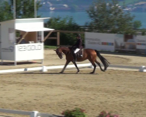 Reitturnier Wädenswil 2024