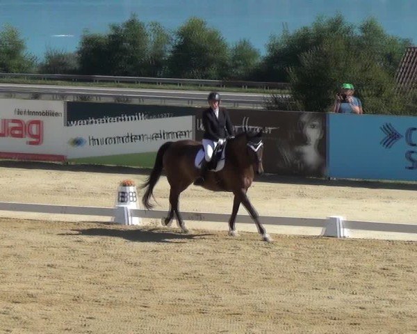 Reitturnier Wädenswil 2024
