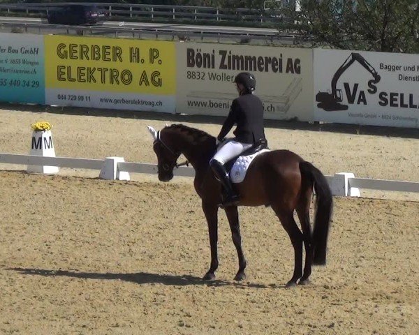 Reitturnier Wädenswil 2024
