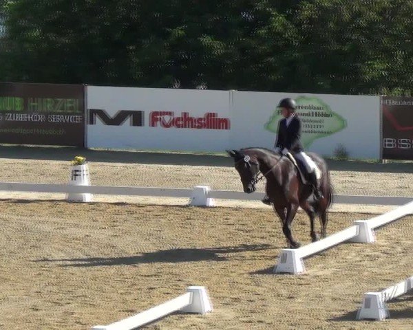 Reitturnier Wädenswil 2024