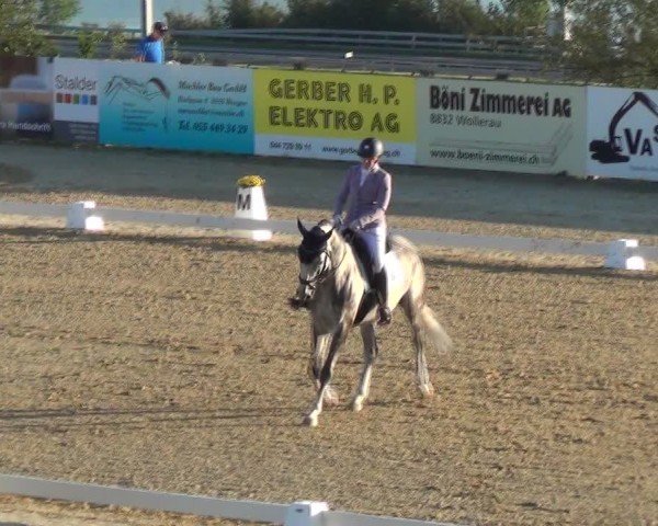 Reitturnier Wädenswil 2024