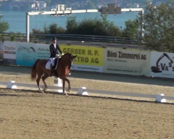 Reitturnier Wädenswil 2024