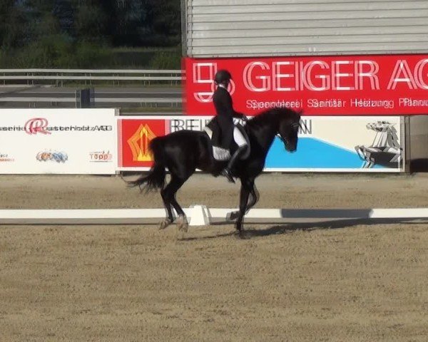 Reitturnier Wädenswil 2024