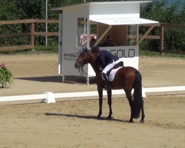 Reitturnier Wädenswil 2024