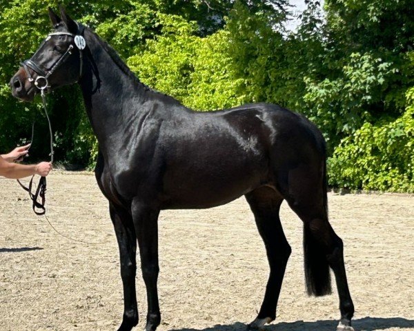 broodmare Otekah JC (Holsteiner, 2021, from Crunch 3)