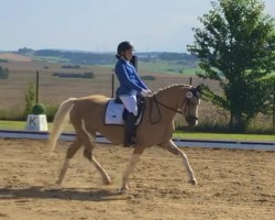 Dressage horse Reitland's Farbenfroh (German Riding Pony, 2016, from Jonker's Socrates)
