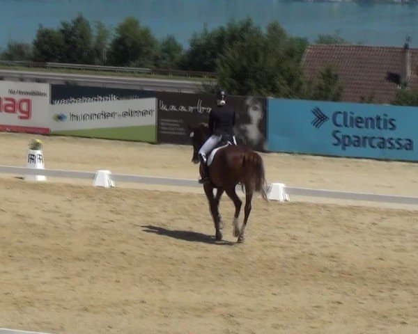 Reitturnier Wädenswil 2024