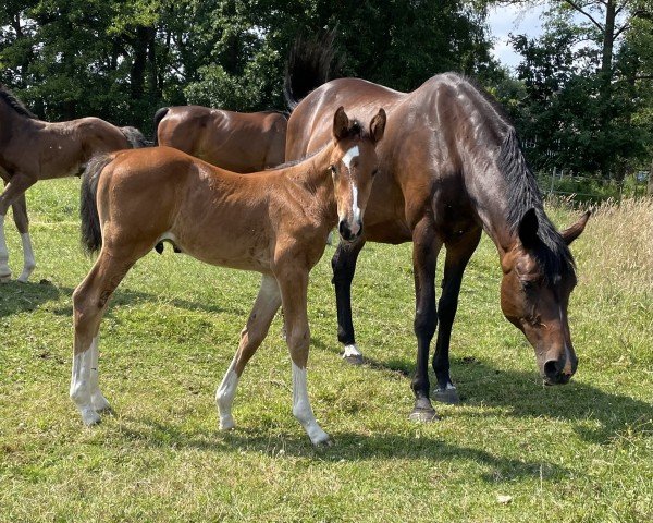 horse Eindrucksvoll JC (Holsteiner, 2023, from Esmeraldo FM)