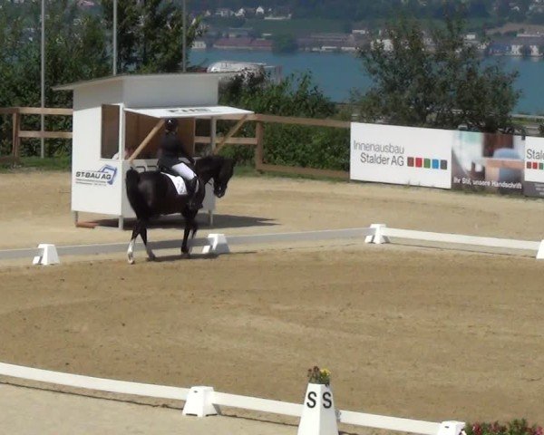 Reitturnier Wädenswil 2024