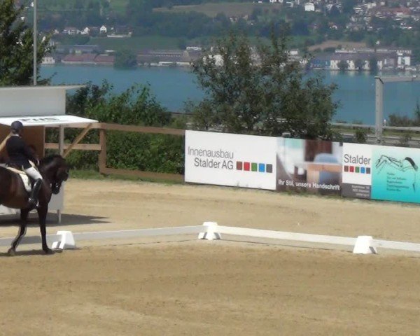 Reitturnier Wädenswil 2024