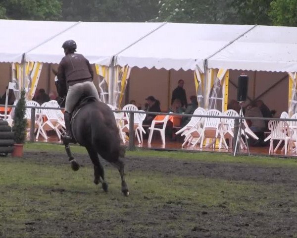 Halle-Tatenhausen Schloßturnier 2013