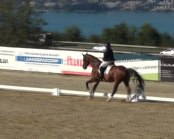 Reitturnier Wädenswil 2024