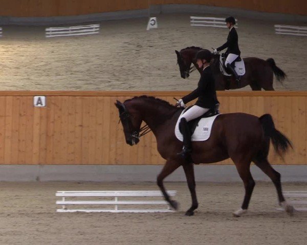 Reitturnier Münster-Amelsbüren 2024