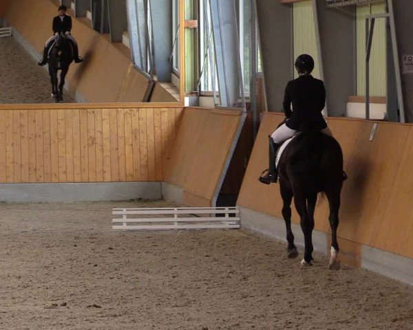 Reitturnier Münster-Amelsbüren 2024
